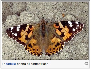 farfalla.jpg