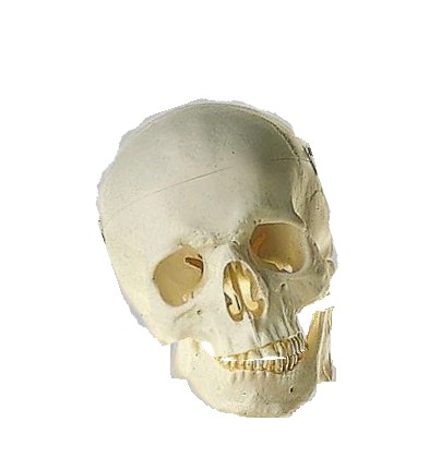 cranioinclinato.jpg