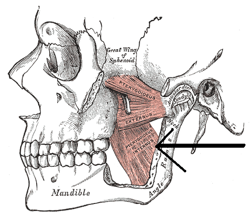 Musculuspterygoideusmedialis.png